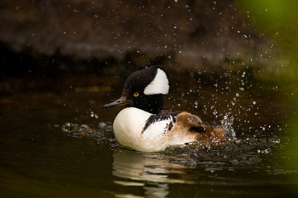 Hooden Merganser