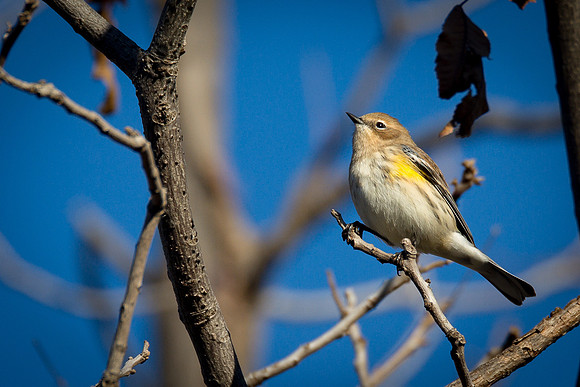 American Goldfinch