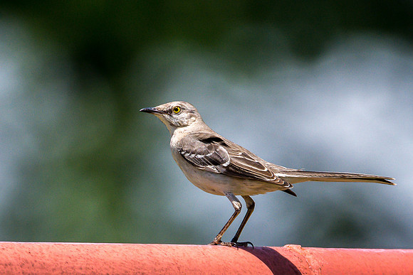 Juvenile Mockingbirg