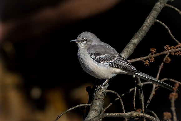 Mockingbird