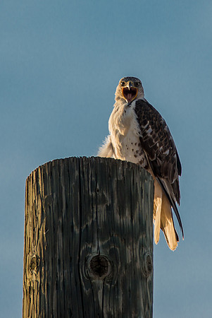 Operatic Red-Tailed Hawk