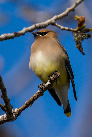 Cedar Waxwing