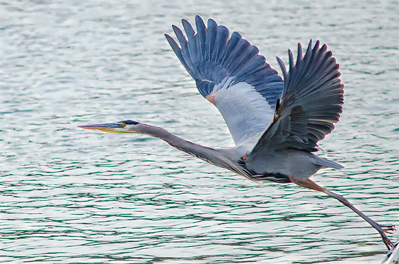 Great Blue Heron