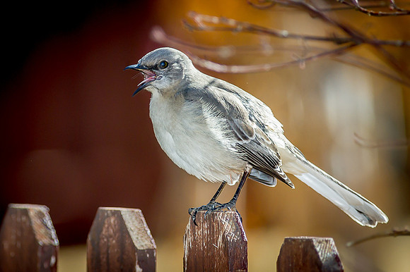 No closer buddy! - Mockingbird