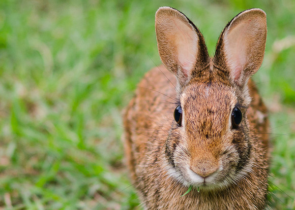 Backyard Bunny