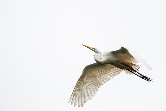 Egret in Flight
