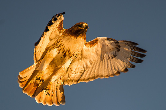 Red-Tailed Hawk