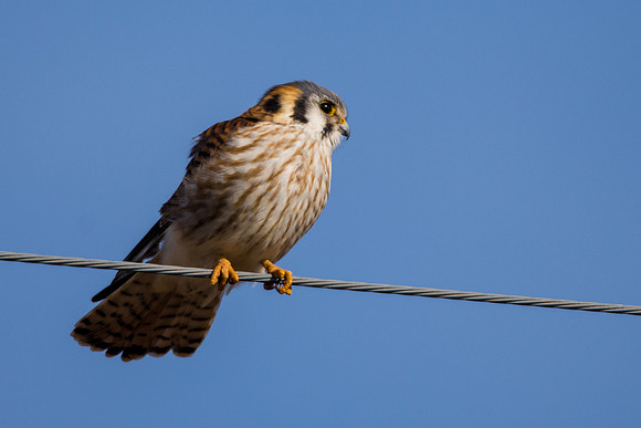 Female American Kestrel