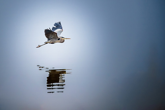 Heron in Flight Over Water