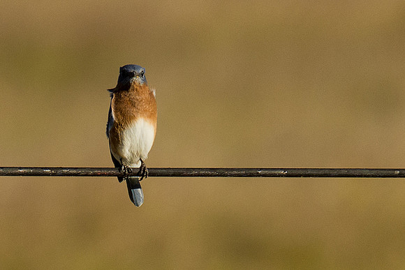 American Blue Bird