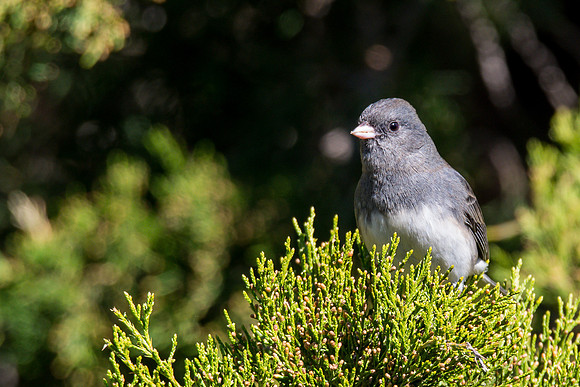 Dark-eyed Junco