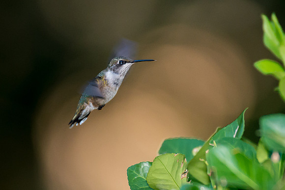 Hummingbird