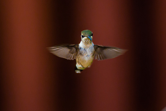Hummingbird