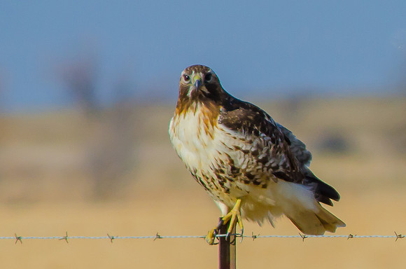 Red-Tailed Hawk