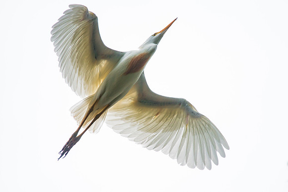 Egret in Flight