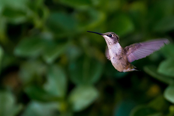Hummingbird