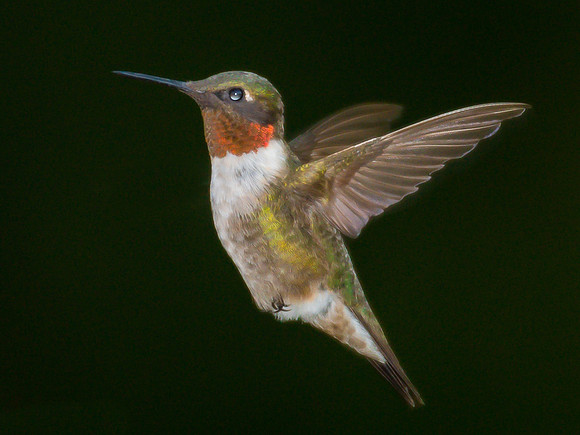 Hummingbird