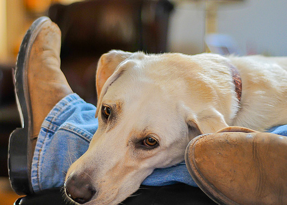 Yellow Lab Named Jack