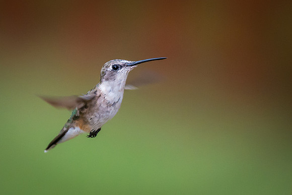 Hummingbird