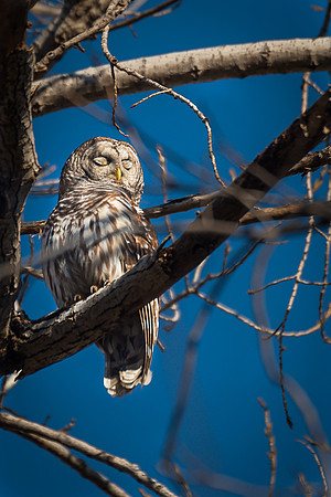 Barred Owl Sunning