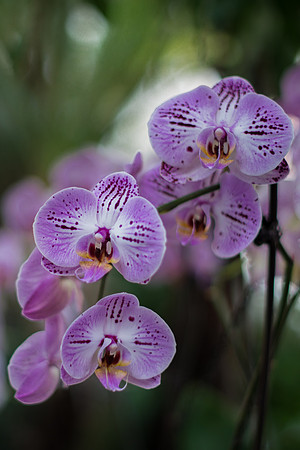 Orchids