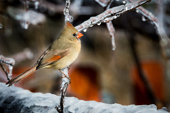 Female Cardinal
