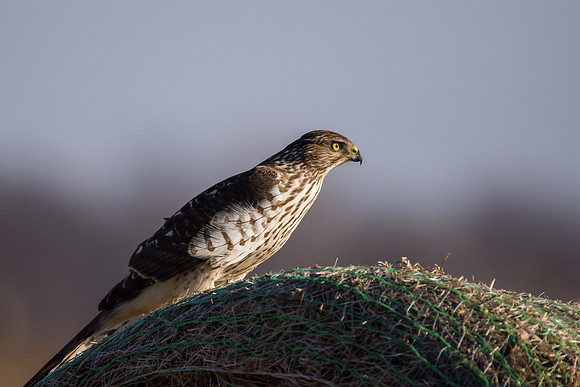 Juvenile Cooper's Hawk