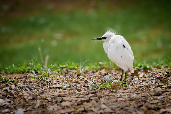 Baby Egret