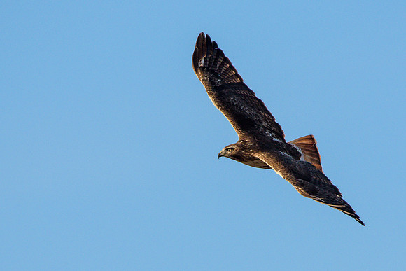 Red-shouldered Hawk