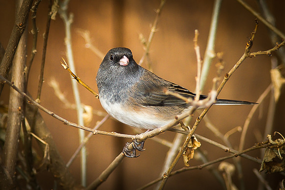 Dark-Eyed Junco