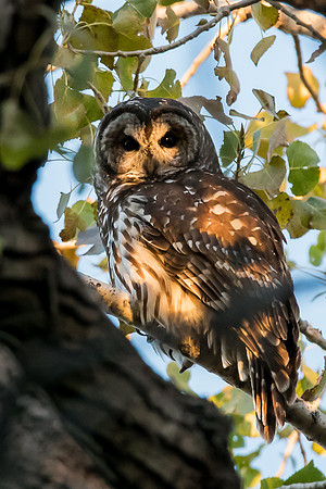 Barred Owl