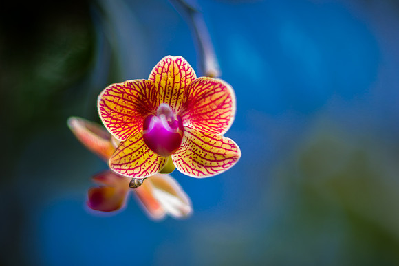 Orchid