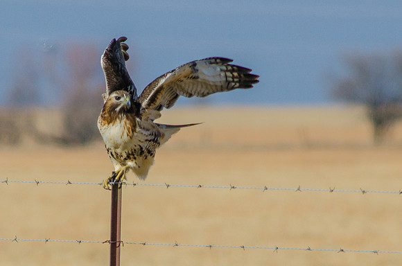130102-0001-3Red-Tailed Hawk