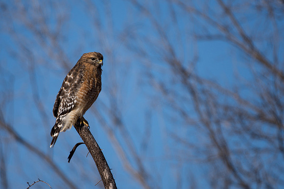 Red-shouldered Hawk