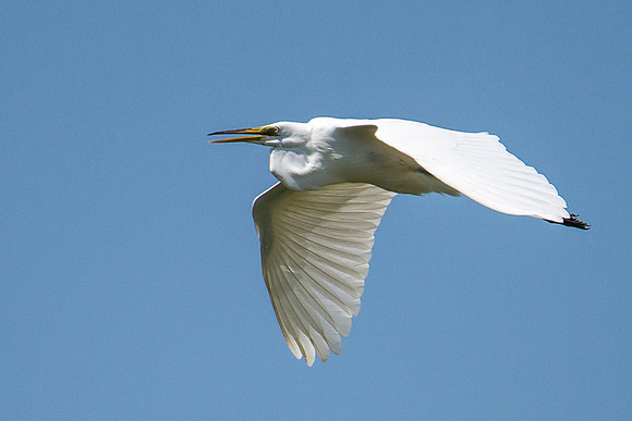 Great White Egret