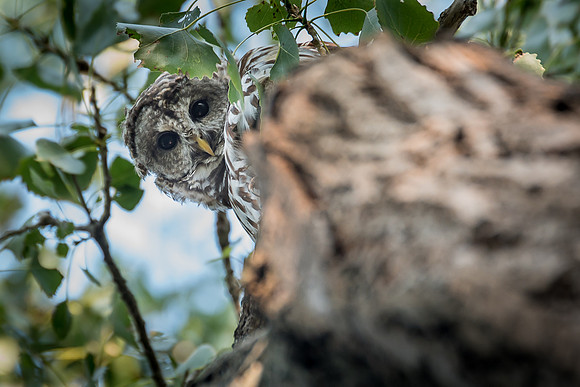 Barred Owl