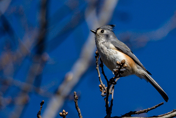 Tufted Titmouse