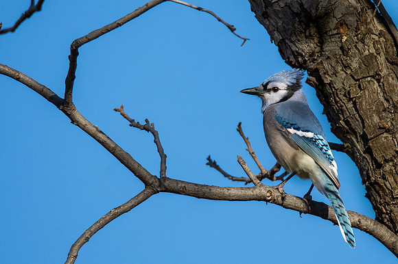 Blue Jay