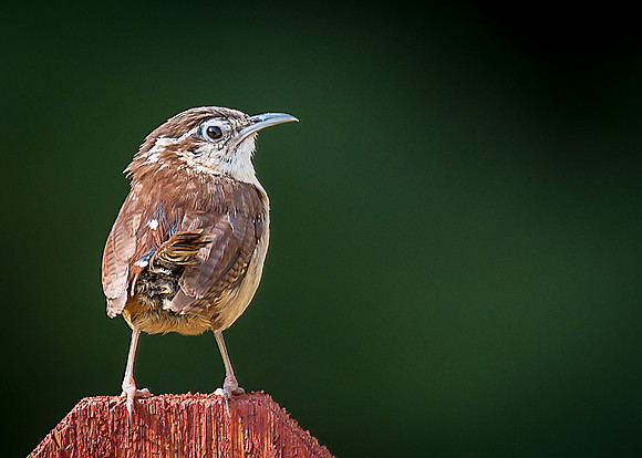 Carolina Wren