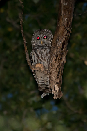 Barred Owl