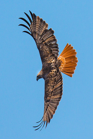 Red-Tailed Hawk
