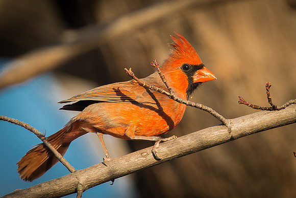 Juvenile Male Cardinal
