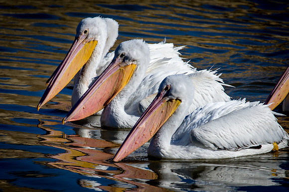 American White Pelican