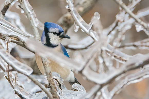 Blue Jay