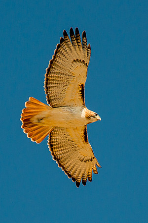 Red-Tailed Hawk