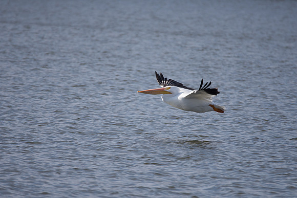 American White Pelican in Flight