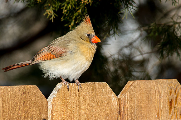 Female Cardinal