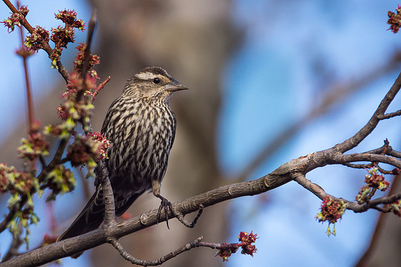 Female Red-winged Blackbird