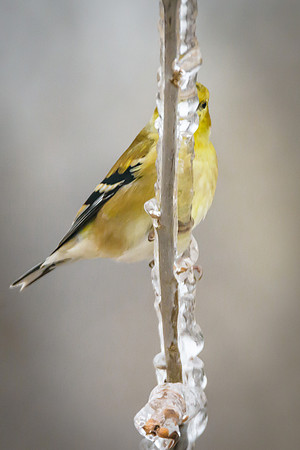 American Goldfinch