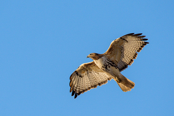 Red-tailed Hawk